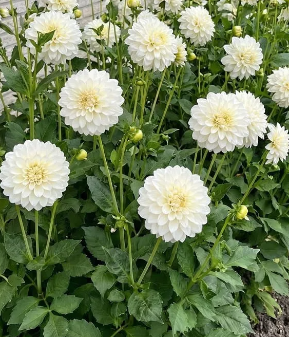 Dahlia Glossy Florentine 1 tuber