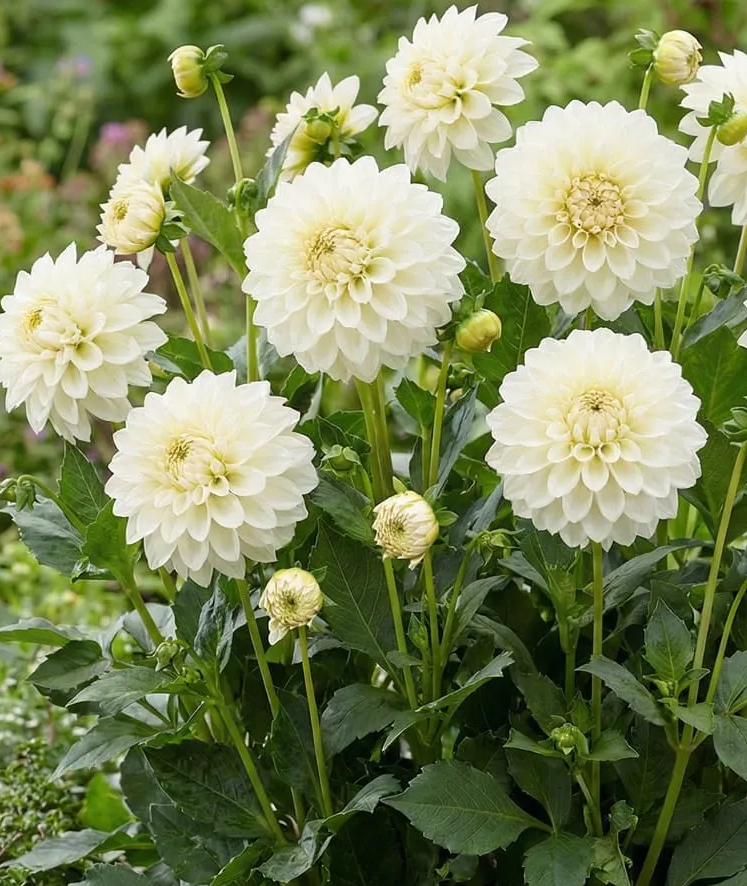 Dahlia Glossy Florentine 1 tuber