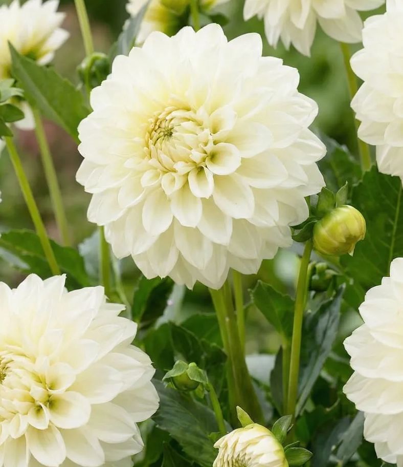 Dahlia Glossy Florentine 1 tuber