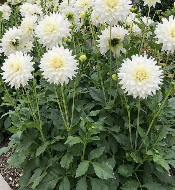 Dahlia Aspen 1 tuber