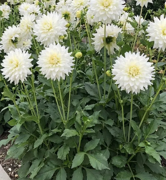 Dahlia Aspen 1 tuber