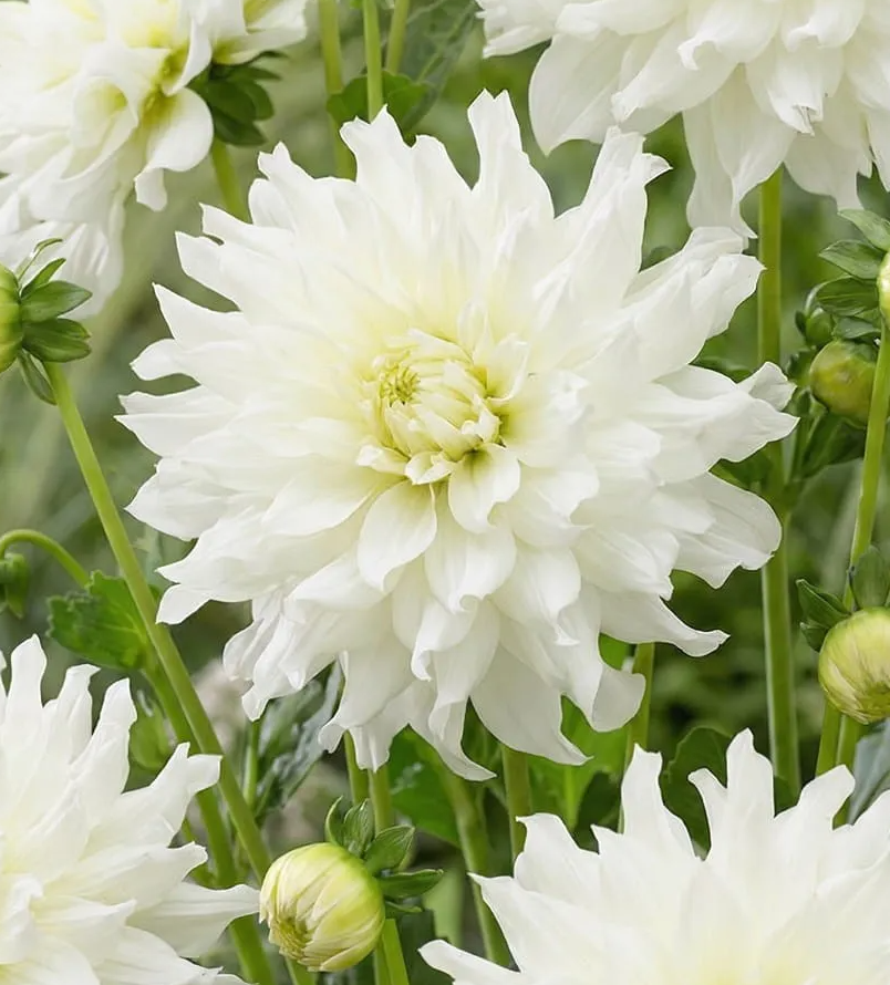 Dahlia Aspen 1 tuber