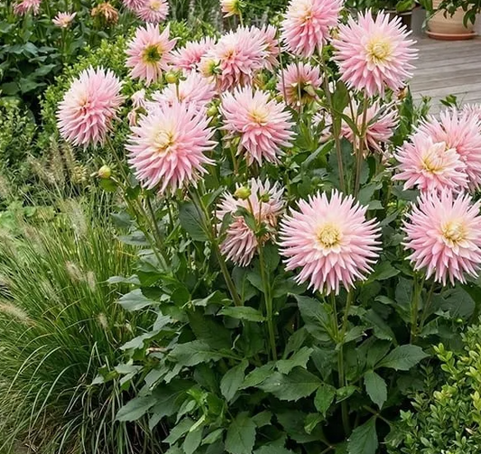 Dahlia Just Married 1 tuber