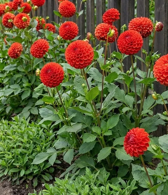 Dahlia Manderino 1 tuber