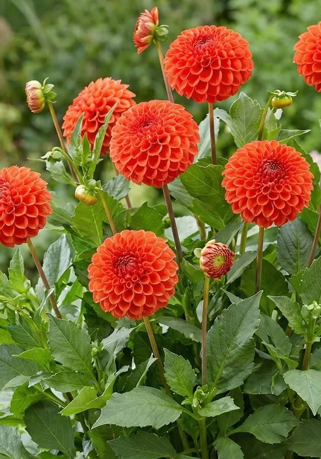 Dahlia Manderino 1 tuber