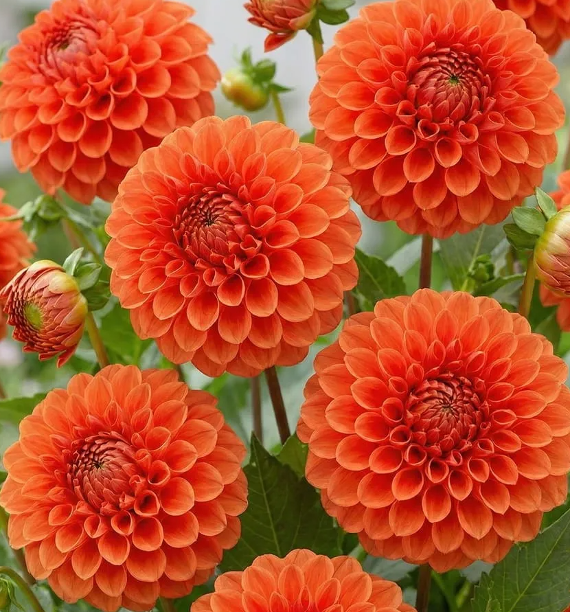 Dahlia Manderino 1 tuber