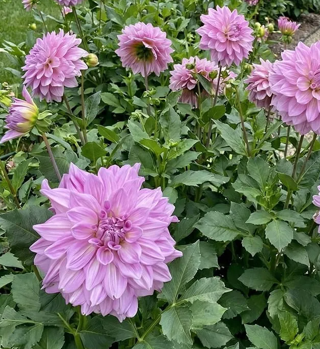 Dahlia Almand's Joy 1 tuber