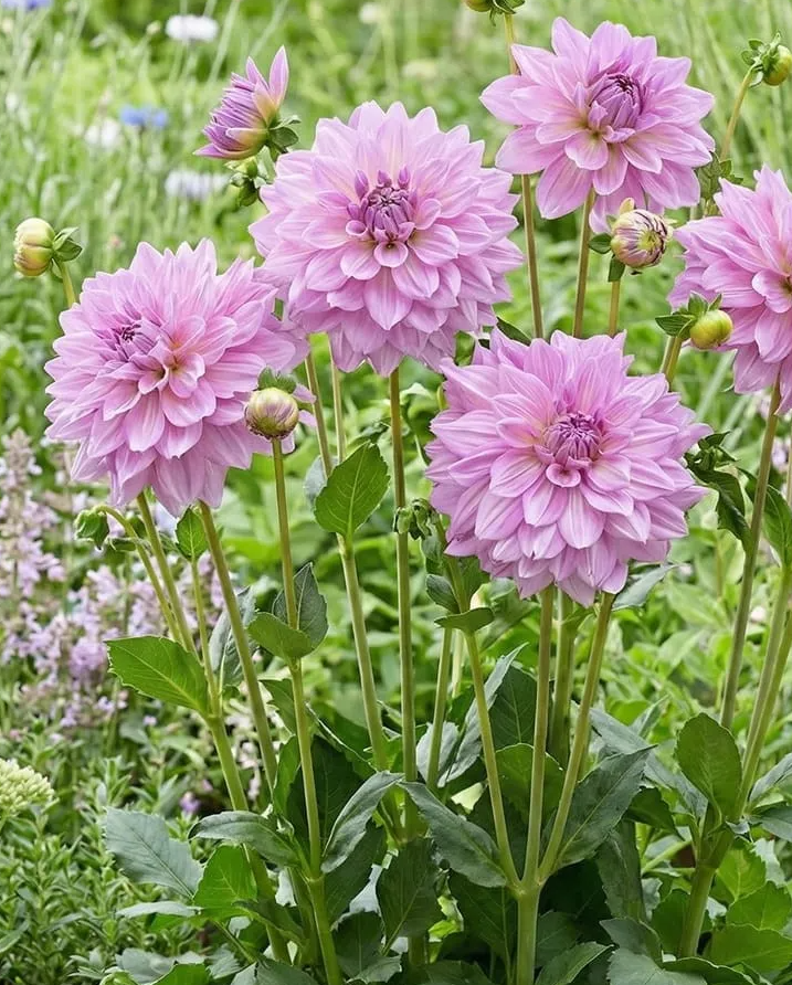 Dahlia Almand's Joy 1 tuber