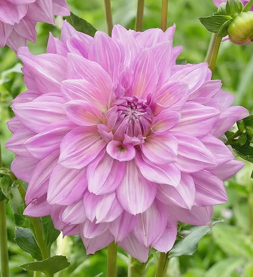 Dahlia Almand's Joy 1 tuber