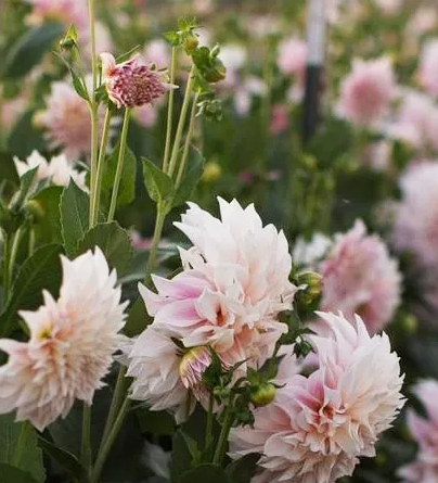 Dahlia Cafe au Lait 1 tuber