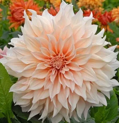 Dahlia Cafe au Lait 1 tuber