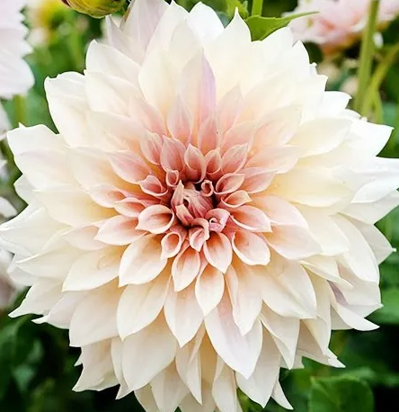 Dahlia Cafe au Lait 1 tuber