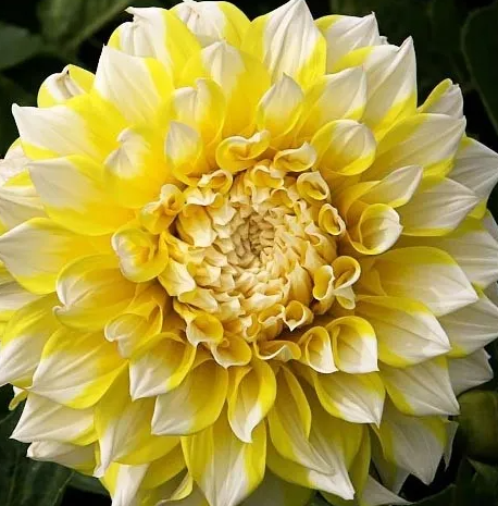 Dahlia Grand Prix 1 tuber