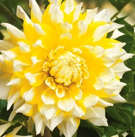 Dahlia Grand Prix 1 tuber