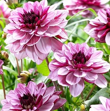 Dahlia Creme de Casis 1 tuber