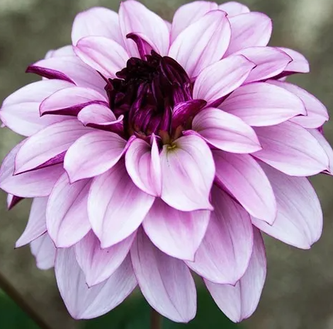 Dahlia Creme de Casis 1 tuber