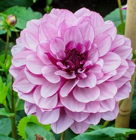 Dahlia Creme de Casis 1 tuber