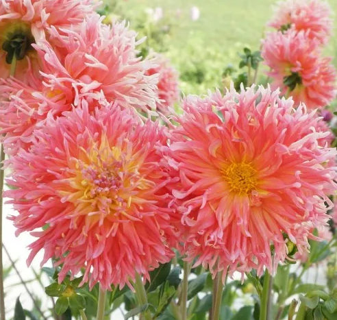 Dahlia Fringed Star 1 tuber