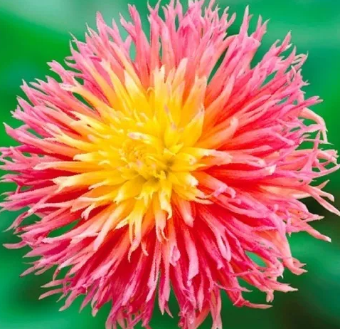 Dahlia Fringed Star 1 tuber