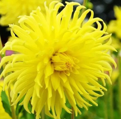 Dahlia Kennemerland 1 tuber