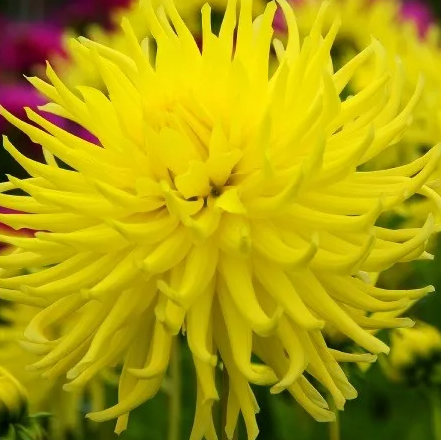 Dahlia Kennemerland 1 tuber