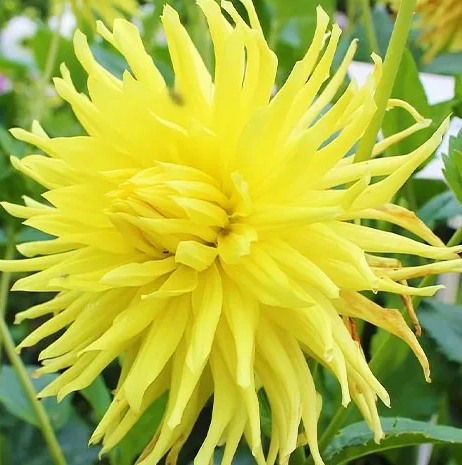Dahlia Kennemerland 1 tuber
