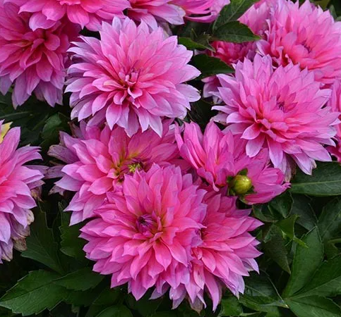 Dahlia Gallery Renoir 1 tuber