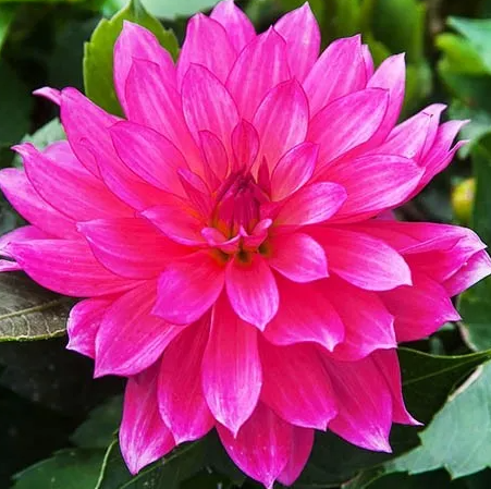 Dahlia Gallery Renoir 1 tuber