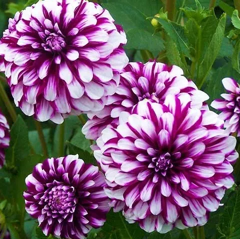Dahlia Edinburgh 1 tuber