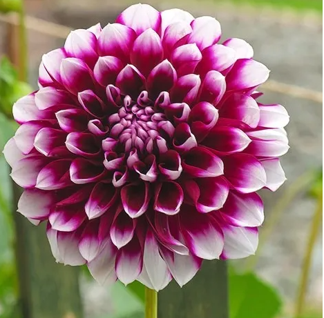 Dahlia Edinburgh 1 tuber