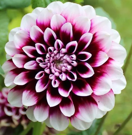 Dahlia Edinburgh 1 tuber
