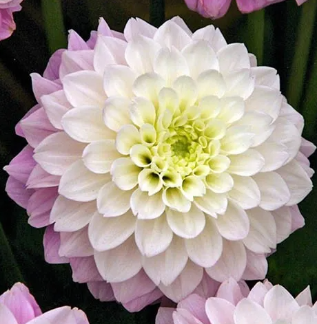 Dahlia Sweet Love 1 tuber