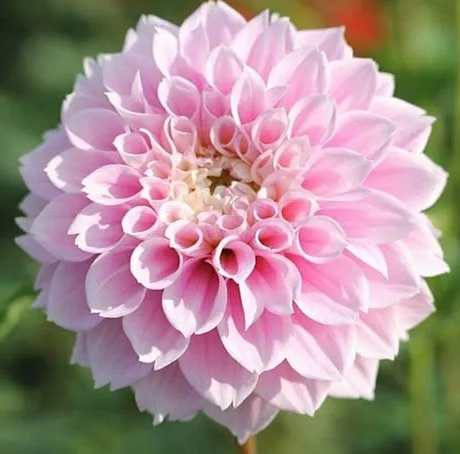 Dahlia Sweet Love 1 tuber