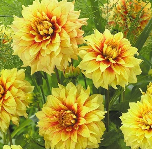 Dahlia Dazzling Sun 1 tuber