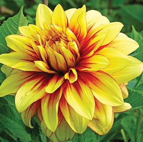 Dahlia Dazzling Sun 1 tuber