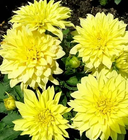 Dahlia Gallery Cezane 1 tuber