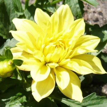 Dahlia Gallery Cezane 1 tuber
