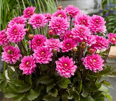Dahlia Melody Fanfare 1 tuber