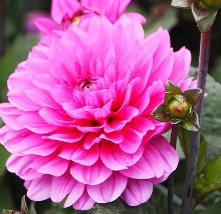 Dahlia Melody Fanfare 1 tuber