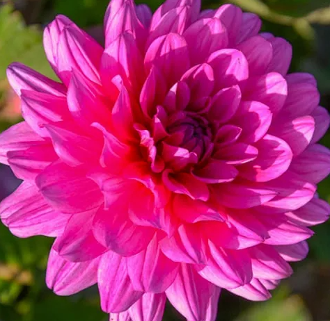 Dahlia Melody Fanfare 1 tuber