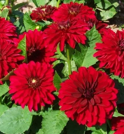 Dahlia Melody Mambo 1 tuber