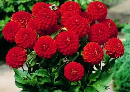 Dahlia Melody Mambo 1 tuber
