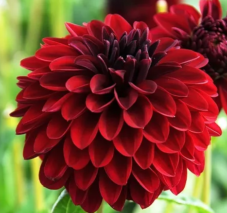 Dahlia Melody Mambo 1 tuber