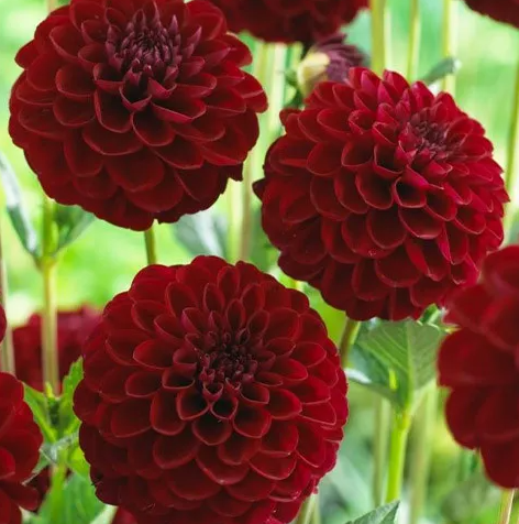 Dahlia Gipsy Night 1 tuber