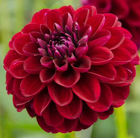 Dahlia Gipsy Night 1 tuber