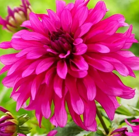 Dahlia Gallery Art Nouveau 1 tuber