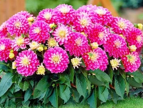 Dahlia Gallery Rembrandt 1 tuber
