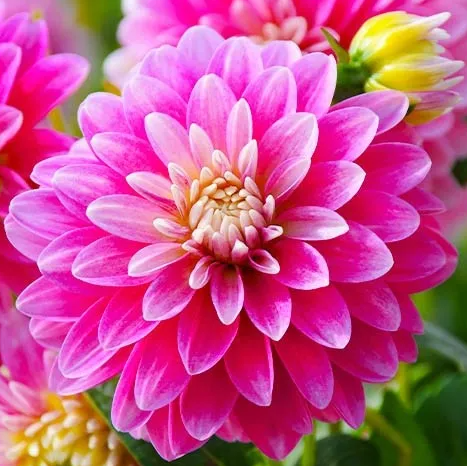 Dahlia Gallery Rembrandt 1 tuber