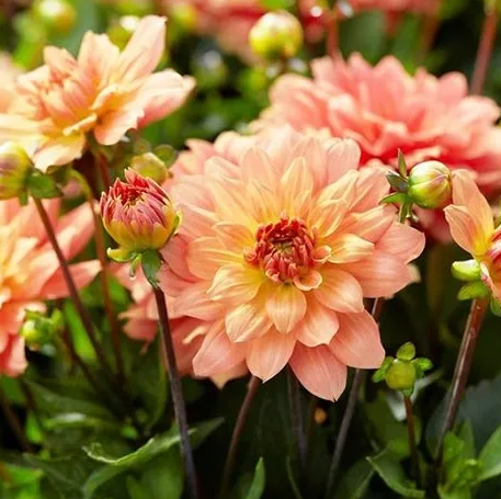 Dahlia Gallery Vincent 1 tuber