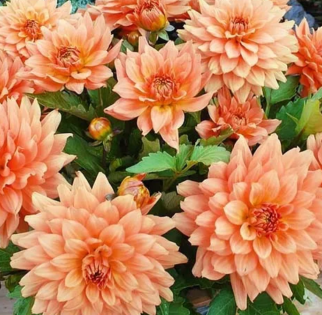 Dahlia Gallery Vincent 1 tuber